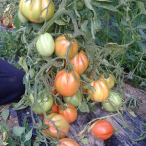 tomate amantino