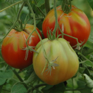 tomate albenga INGRID